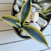 Agave americana variegata 