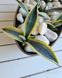 Agave americana variegata 