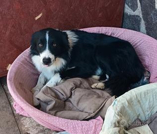 Affidiamo a veri amanti