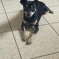 Pinscher per accoppiamento