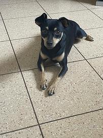 Pinscher per accoppiamento