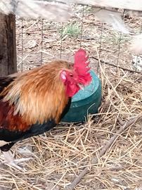 Mugellesi, livornesi