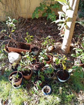 Bonsai di ficus