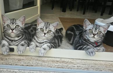British Shorthair con pedigree 