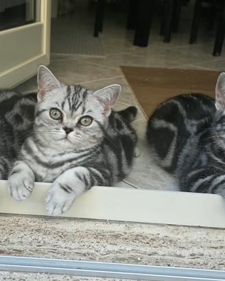 British Shorthair con pedigree 