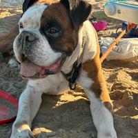 Boxer maschio per accoppiamento