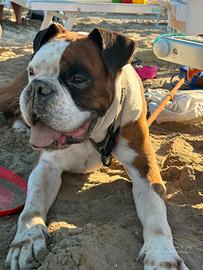 Boxer maschio per accoppiamento