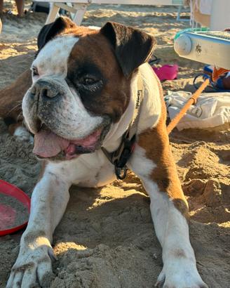 Boxer maschio per accoppiamento