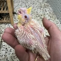 Calopsite baby da imbecco