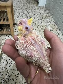 Calopsite baby da imbecco