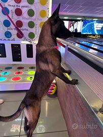 Pastore belga malinois