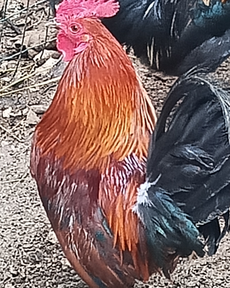 Gallo nano