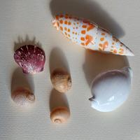 Lotto 6 conchiglie da collezione 