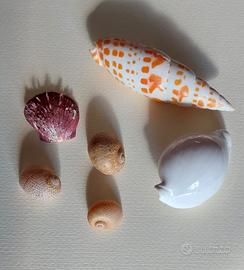 Lotto 6 conchiglie da collezione 