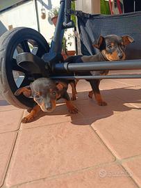 Pinscher nano 350