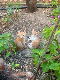 Cuccioli di gatto