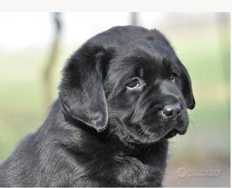 Labrador