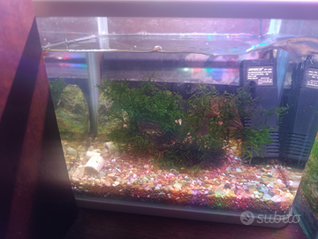 Acquario completo con Caridine blu Dreams selezion