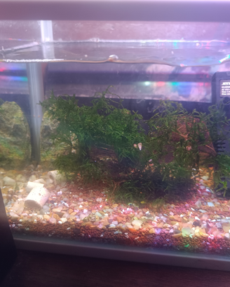 Acquario completo con Caridine blu Dreams selezion