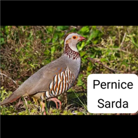 Pernice sarda