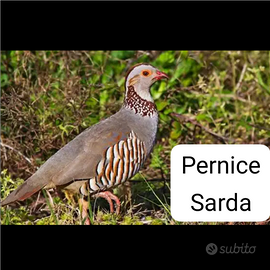 Pernice sarda