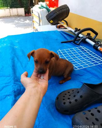 Pincher Toy maschio rimasto ultimo