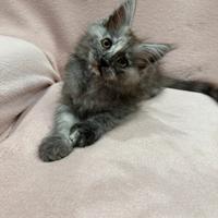 Ultima Maine Coon cucciola