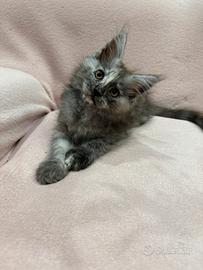 Ultima Maine Coon cucciola