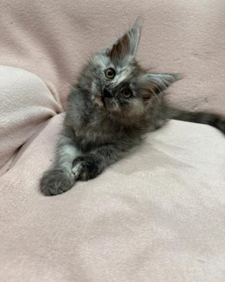 Ultima Maine Coon cucciola