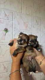 Spitz maschi con pedigree Enci