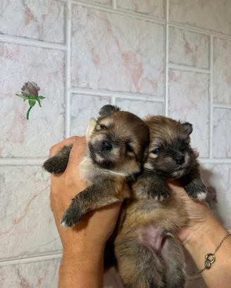 Spitz maschi con pedigree Enci