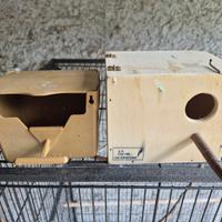 Nidi per diamantini o esotici