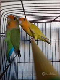 Coppia di inseparabili