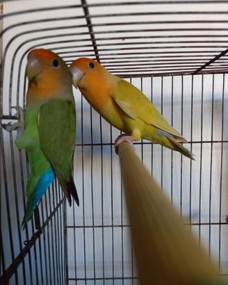 Coppia di inseparabili