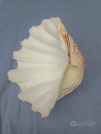 Grande conchiglia clam