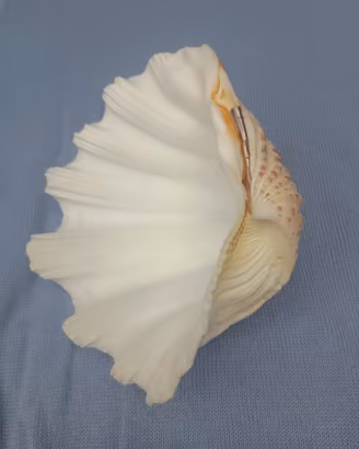 Grande conchiglia clam