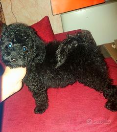 Cucciola di barboncino