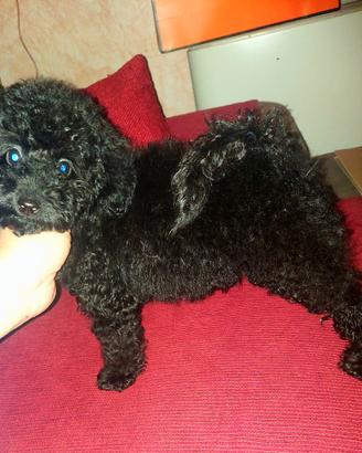 Cucciola di barboncino