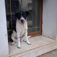 Cucciola 1 anno e mezzo 10 kg