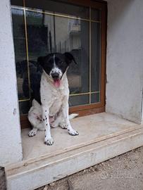 Cucciola 1 anno e mezzo 10 kg