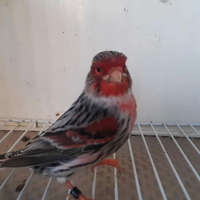 Canarini Agata Rosso Mosaico