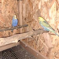 Pulli cocorita rawbon