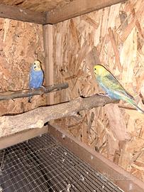 Pulli cocorita rawbon