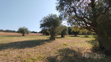 Panoramico con uliveto