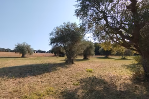 Panoramico con uliveto