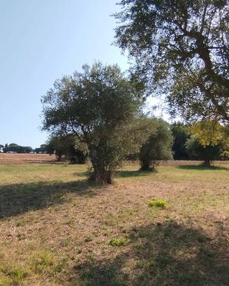 Panoramico con uliveto