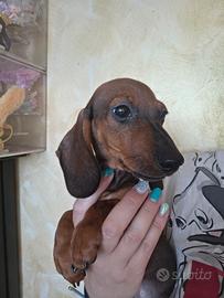 Bassotto kaninchen