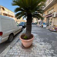 Cycas