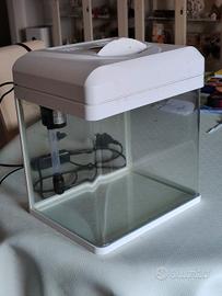 Acquario pesci rossi Billy16 