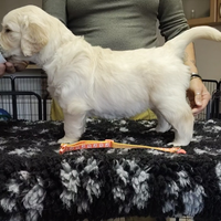 Cucciole di golden retriever